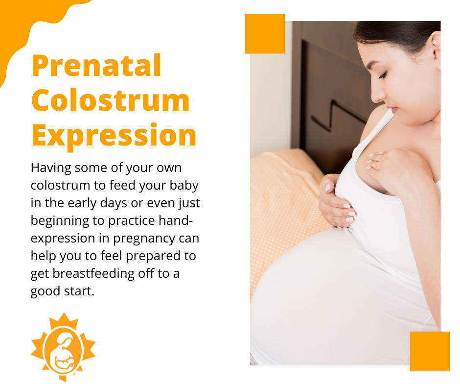 Prenatal Colostrum Expression La Leche League Canada Breastfeeding Support And Information 4615